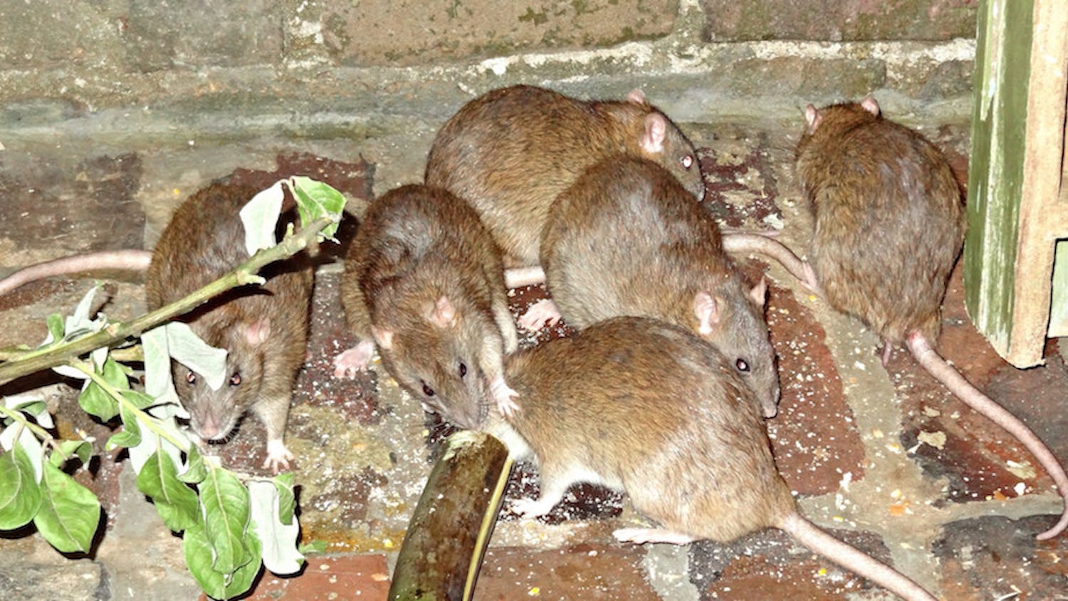 12832943475_471aac630d_k