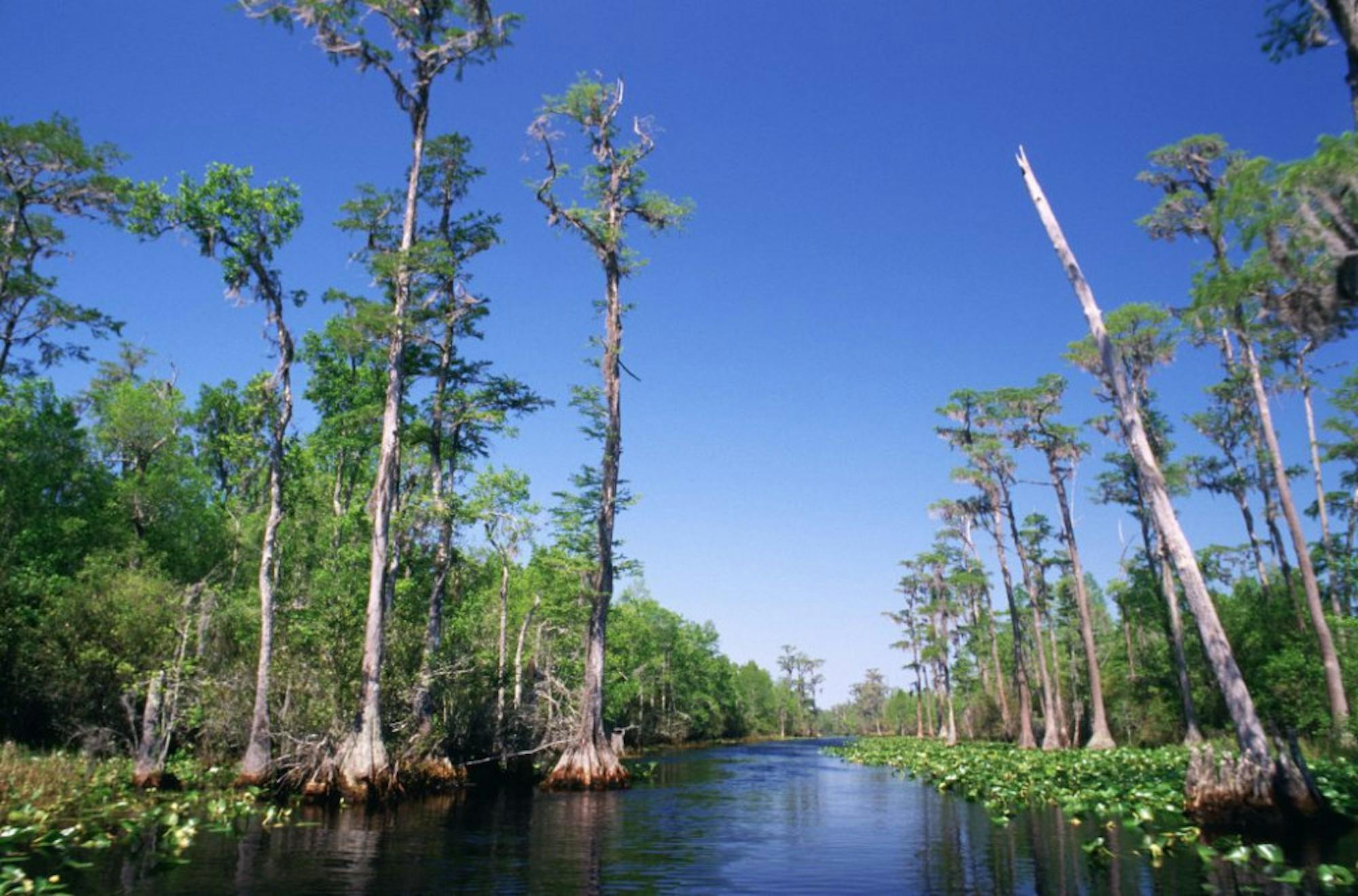 Bald_Cypress_swamp-1024x676