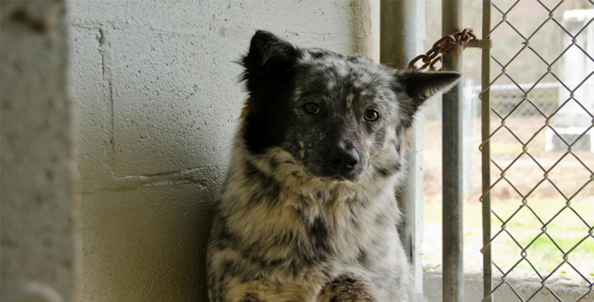 Flickr/Zane Hollingsworth Although shelters provide animals with basic necessities, animal shelters are not the best places for animals to live. Even with their staff, donors and volunteers who devote themselves to providing better environment for the animals, animal shelters face problems like euthanization, overcrowding, post adoption problems and capital insufficiency.