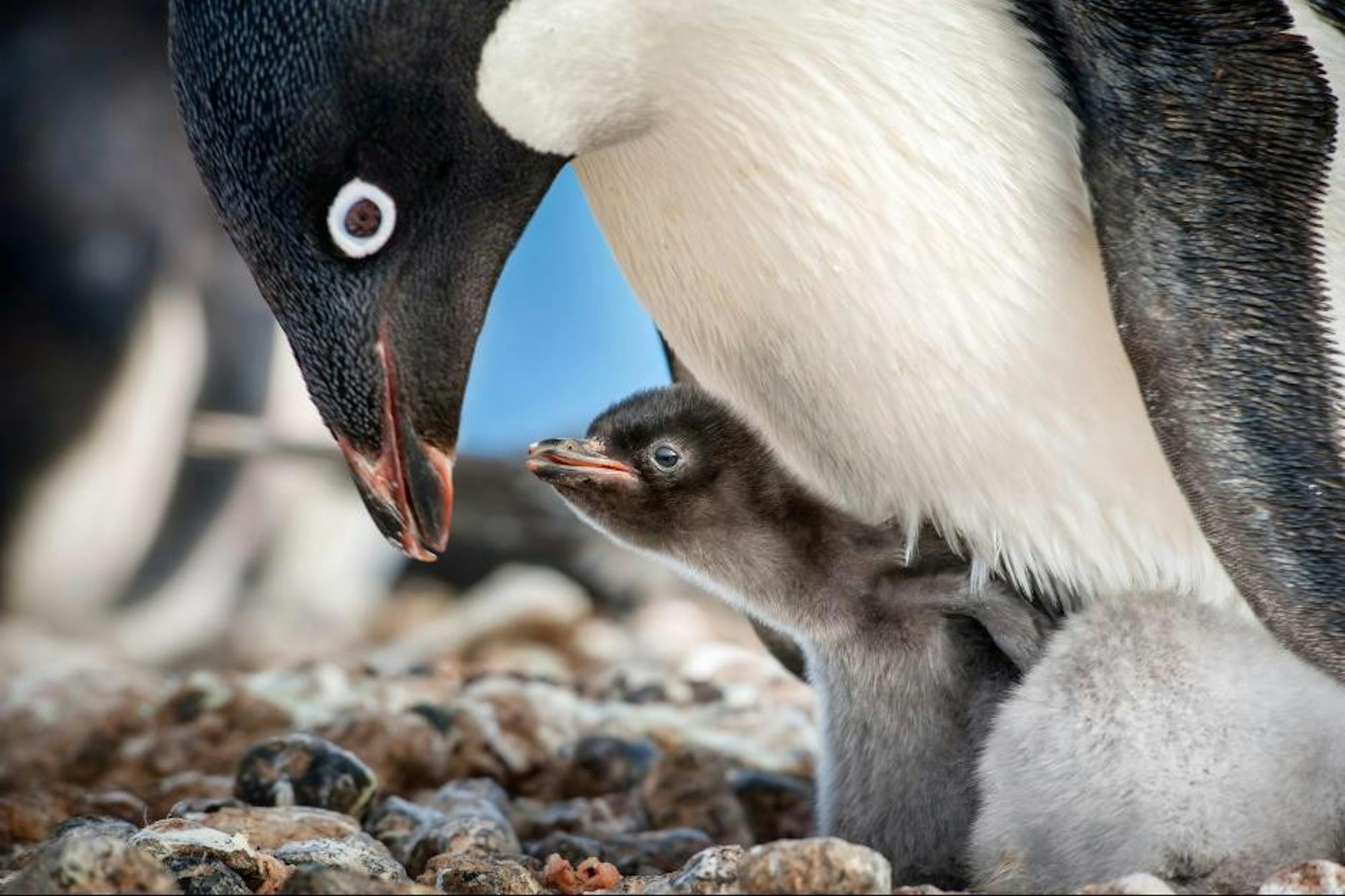 Penguins-AE-Courtesy-of-Disney-Online