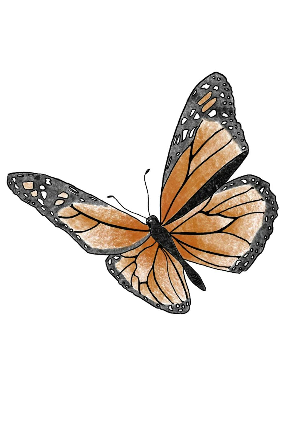 Butterly_SashaEmmerich_contributingillustrator.heic