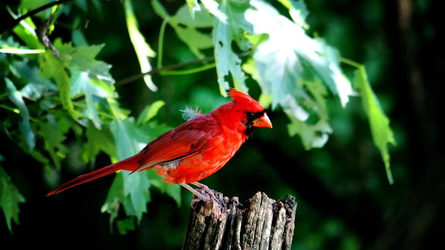 cardinal-2726229_1280