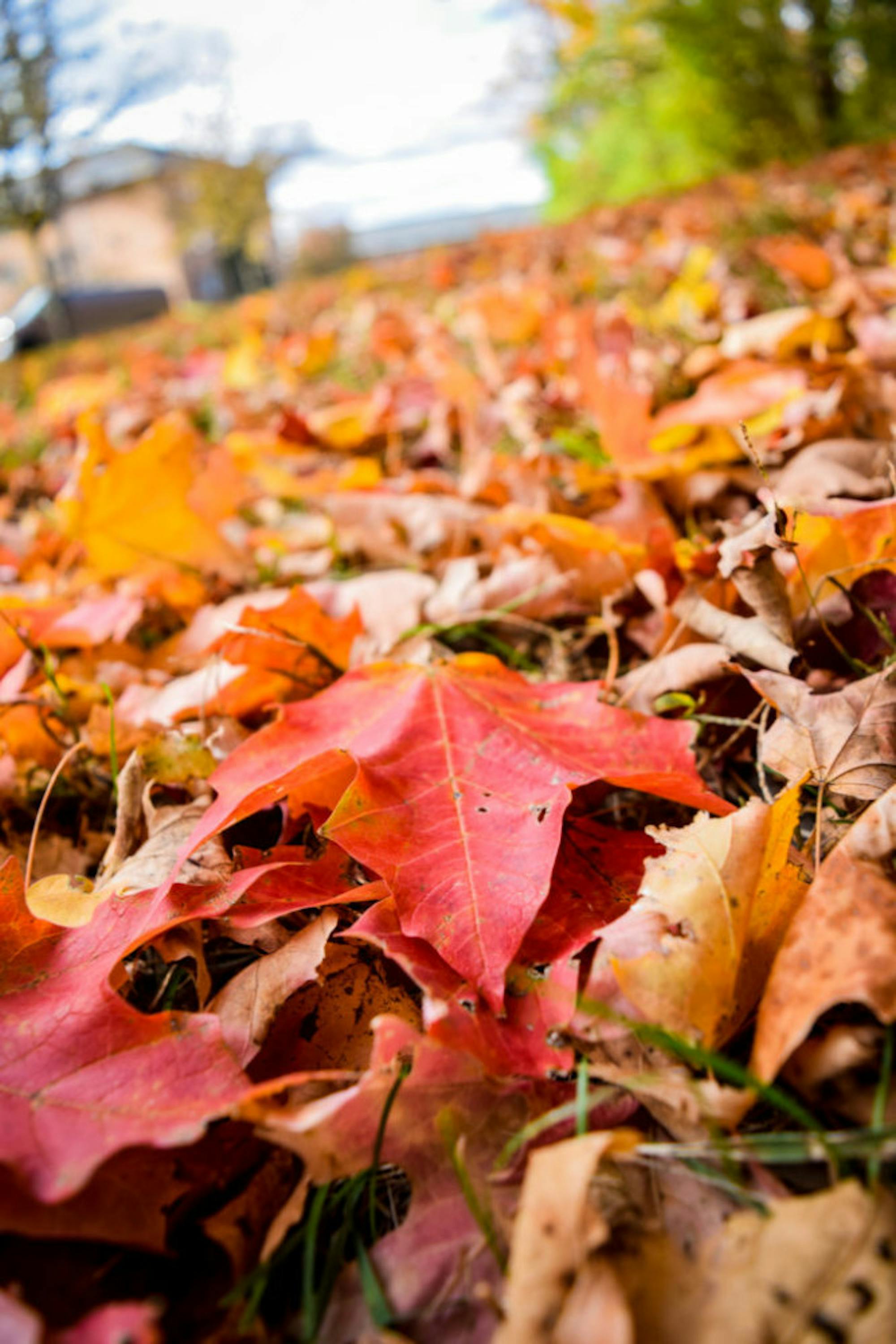 Fall on Campus | Photo by Jessica Fugett | The Wright State Guardian