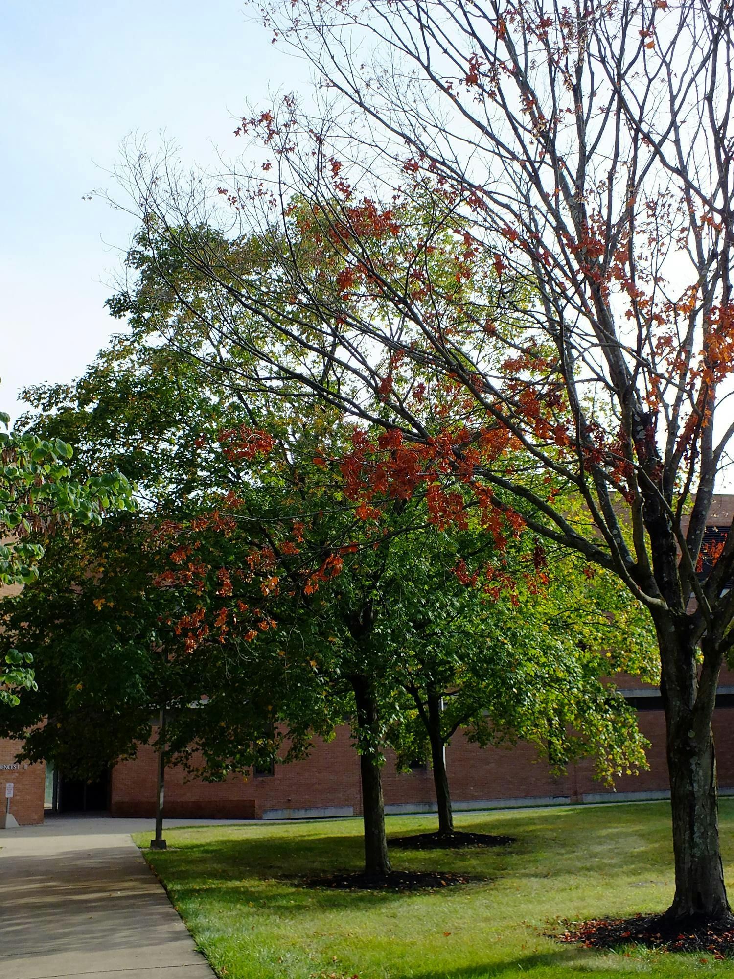 Trees On-Campus