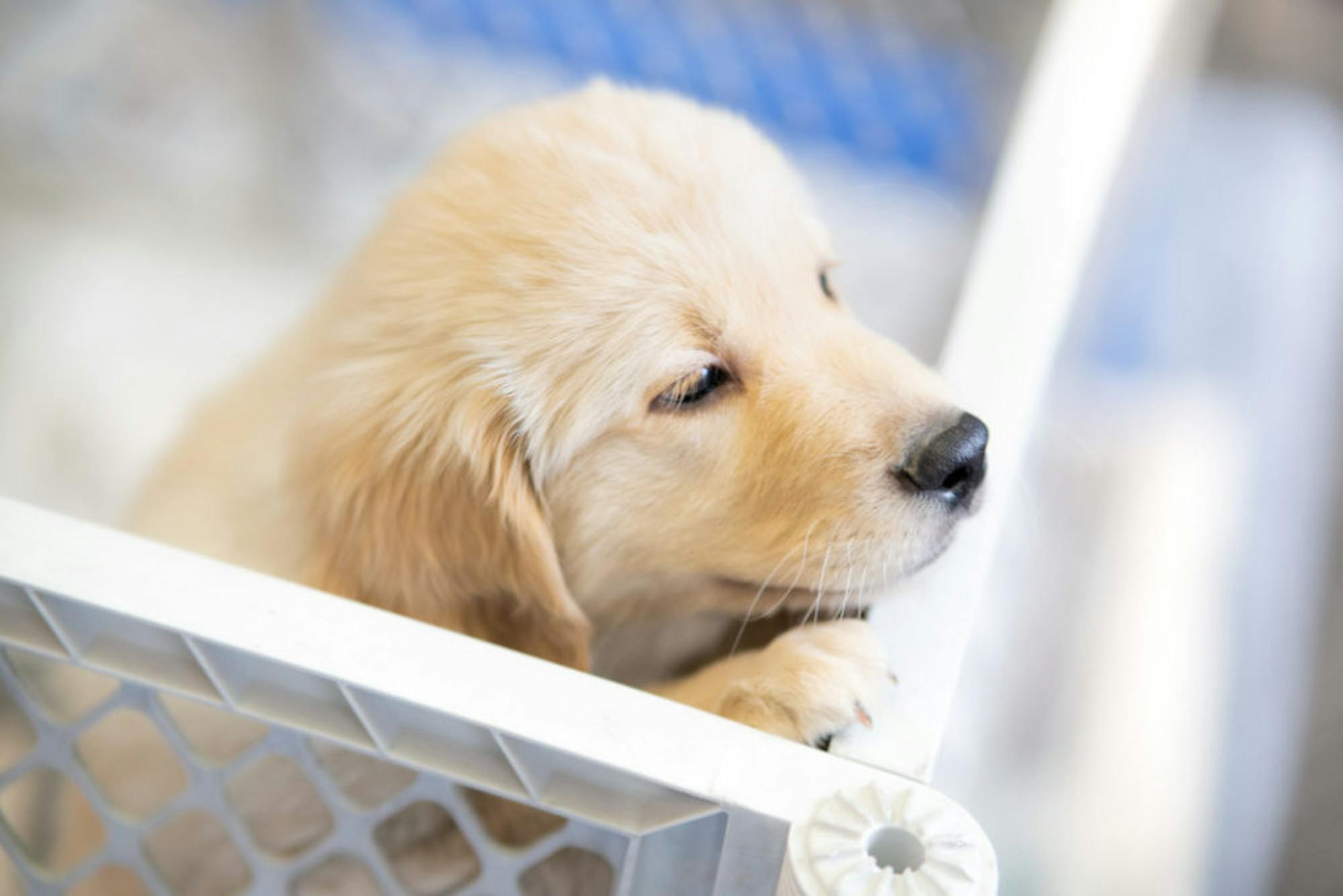 Fuzz Therapy | Photo by Soham Parikh | The Wright State Guardian