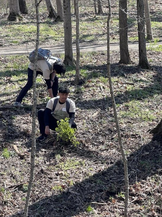 Removing Invasive Plants