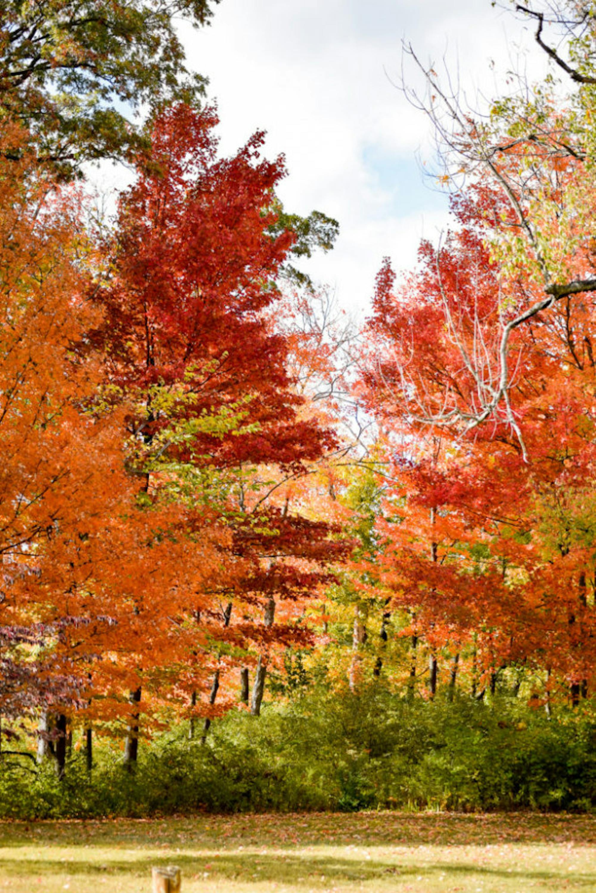 Fall on Campus | Photo by Jessica Fugett | The Wright State Guardian