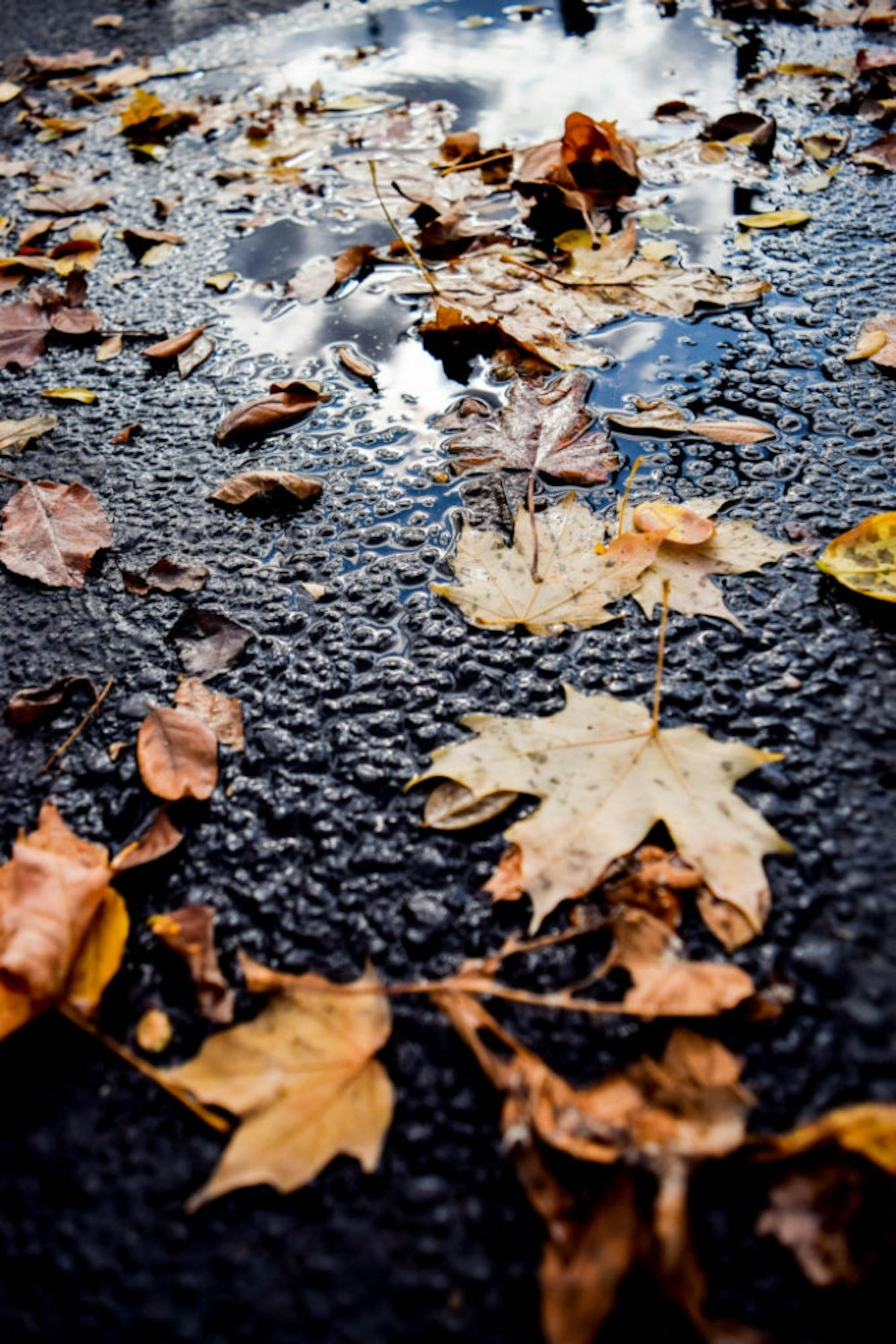 Fall on Campus | Photo by Jessica Fugett | The Wright State Guardian