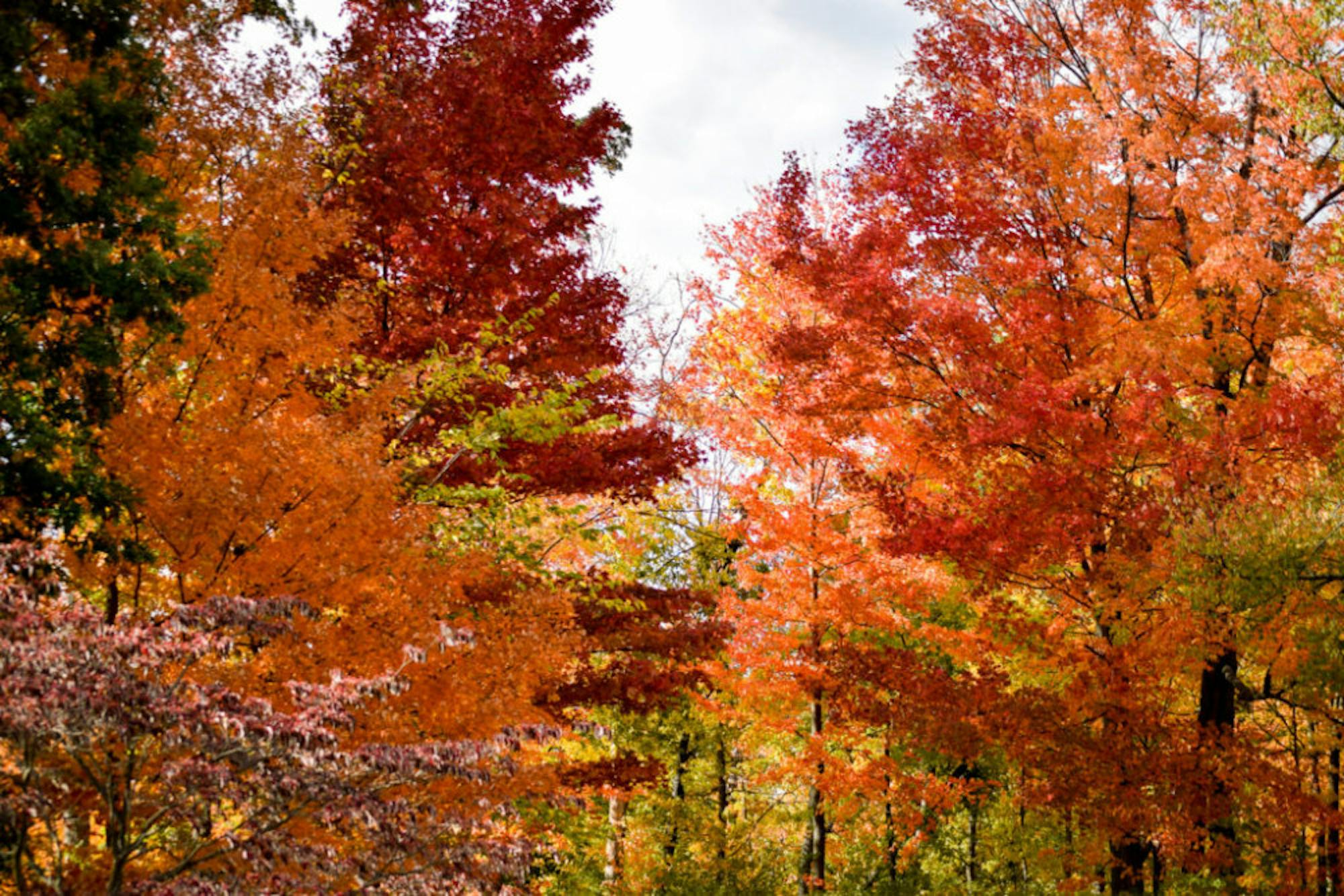 Fall on Campus | Photo by Jessica Fugett | The Wright State Guardian