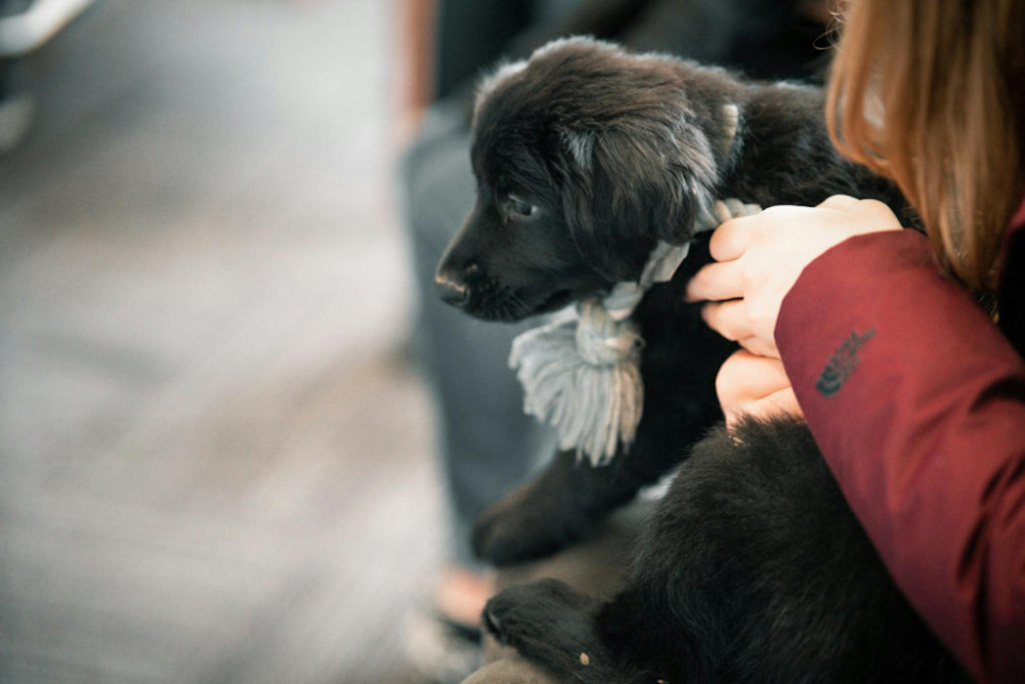 Fuzz Therapy | Photo by Soham Parikh | The Wright State Guardian