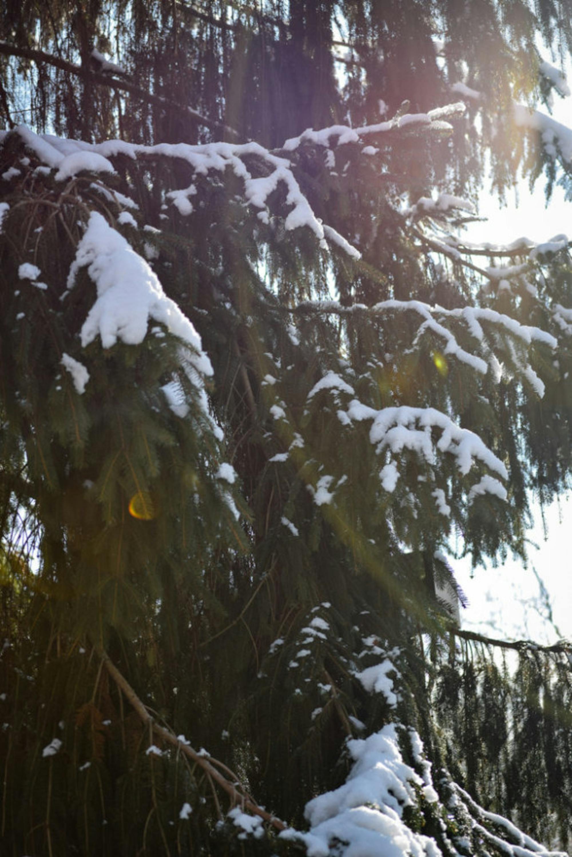 Snow in Rockafield Cemetery | Photo by Jessica Fugett | The Wright State Guardian