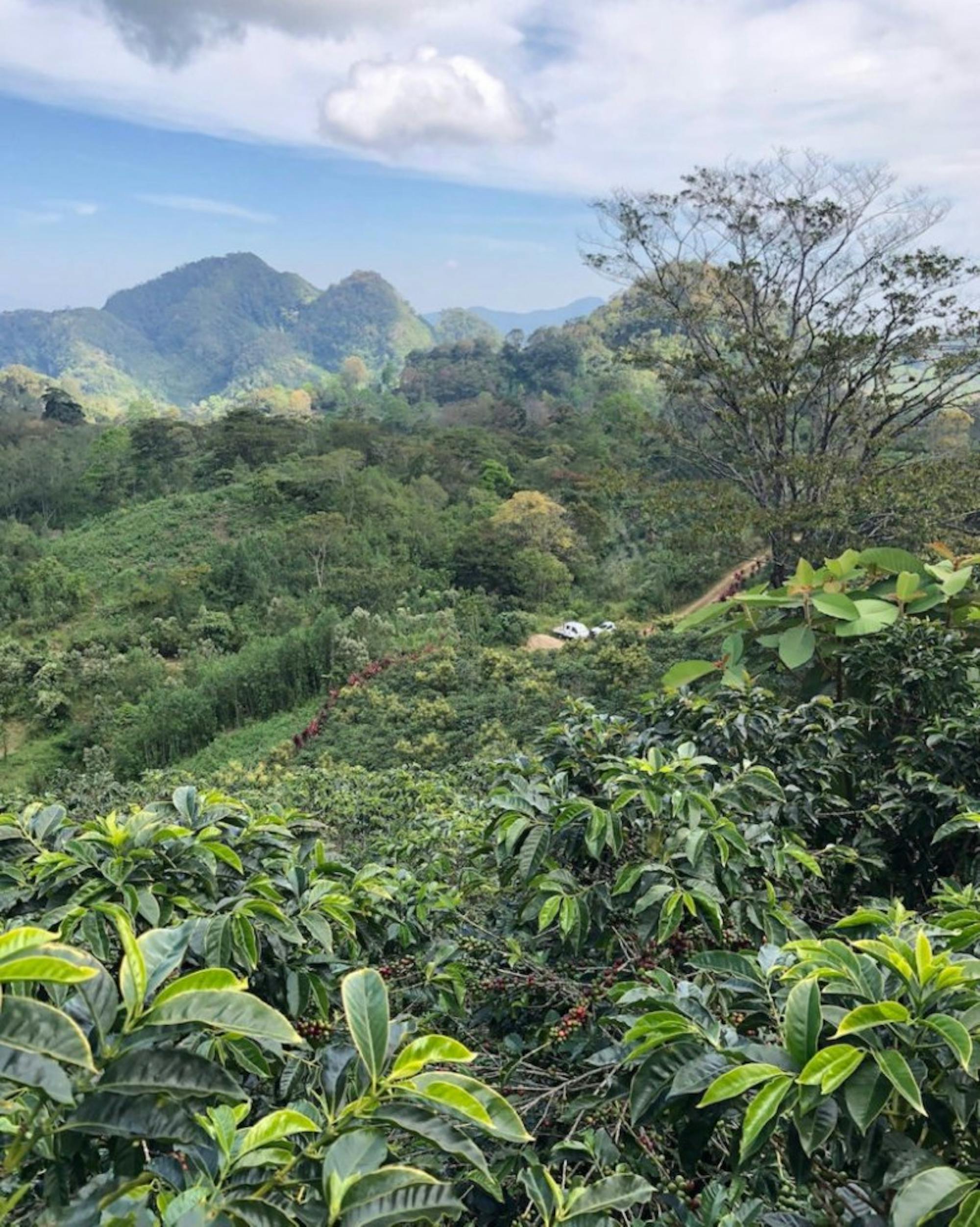 Honduras | Photograph provided by Maia Anderson, CMO of ReyRey Café