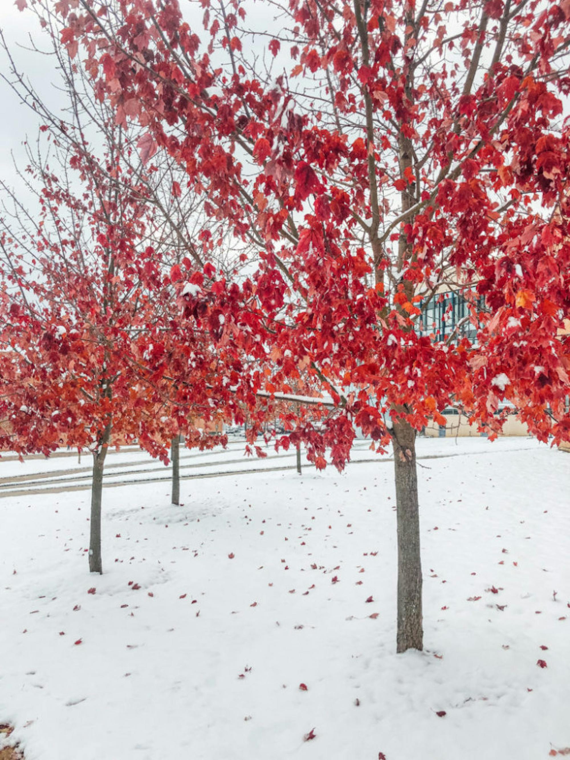 Wright State campus after first snowfall of the season | Photograph by Soham Parikh | The Wright State Guardian