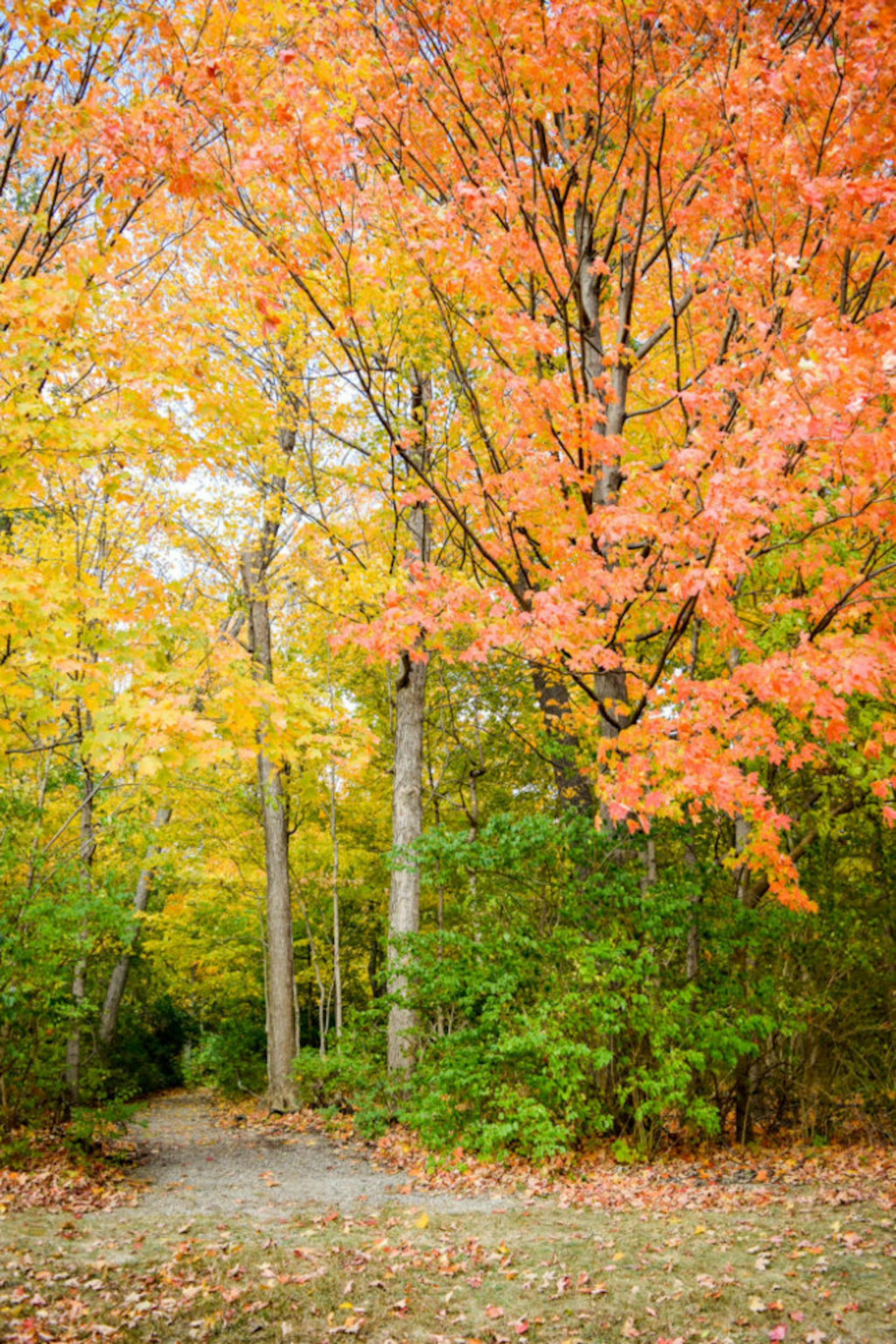 Fall on Campus | Photo by Jessica Fugett | The Wright State Guardian