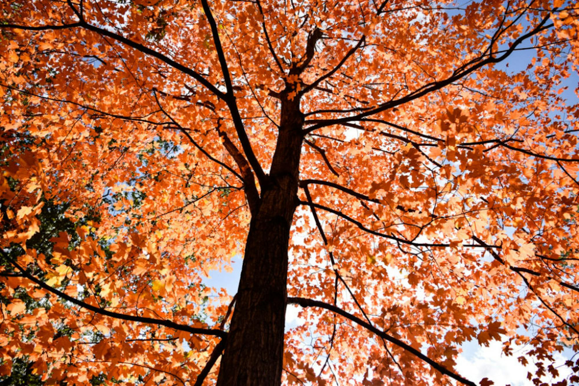 Fall on Campus | Photo by Jessica Fugett | The Wright State Guardian