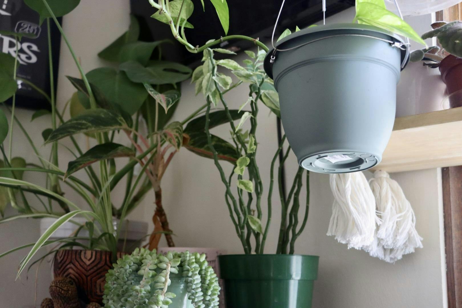 Plants in dorm 