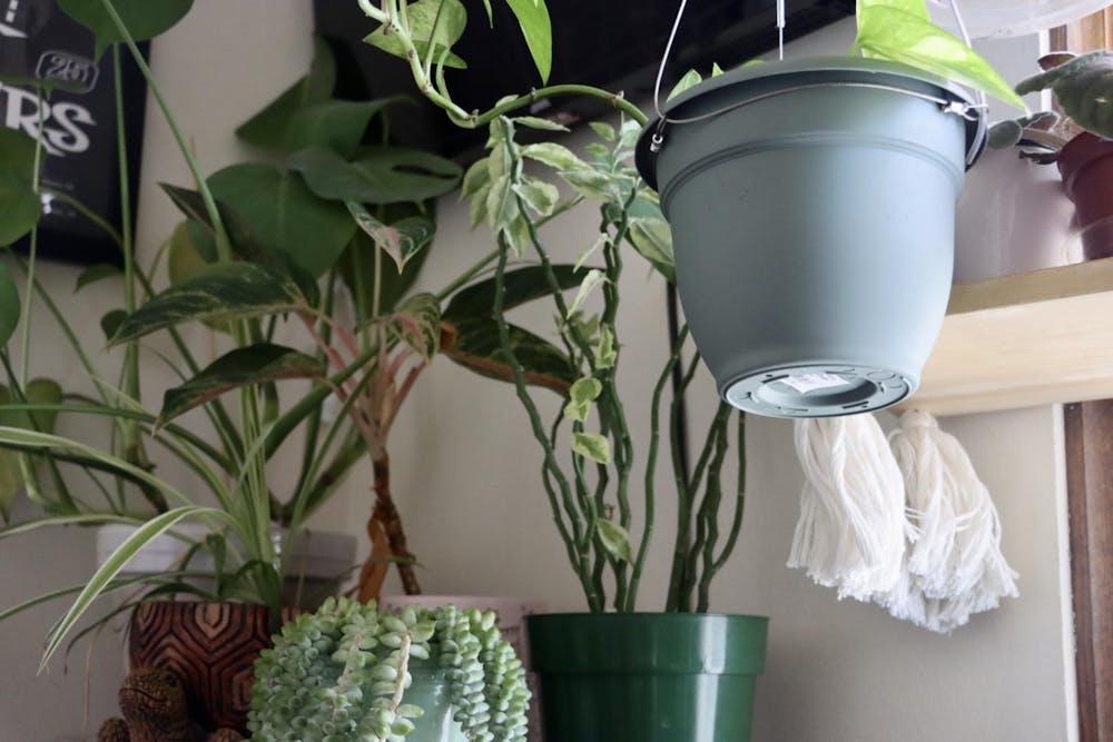 Plants in dorm 