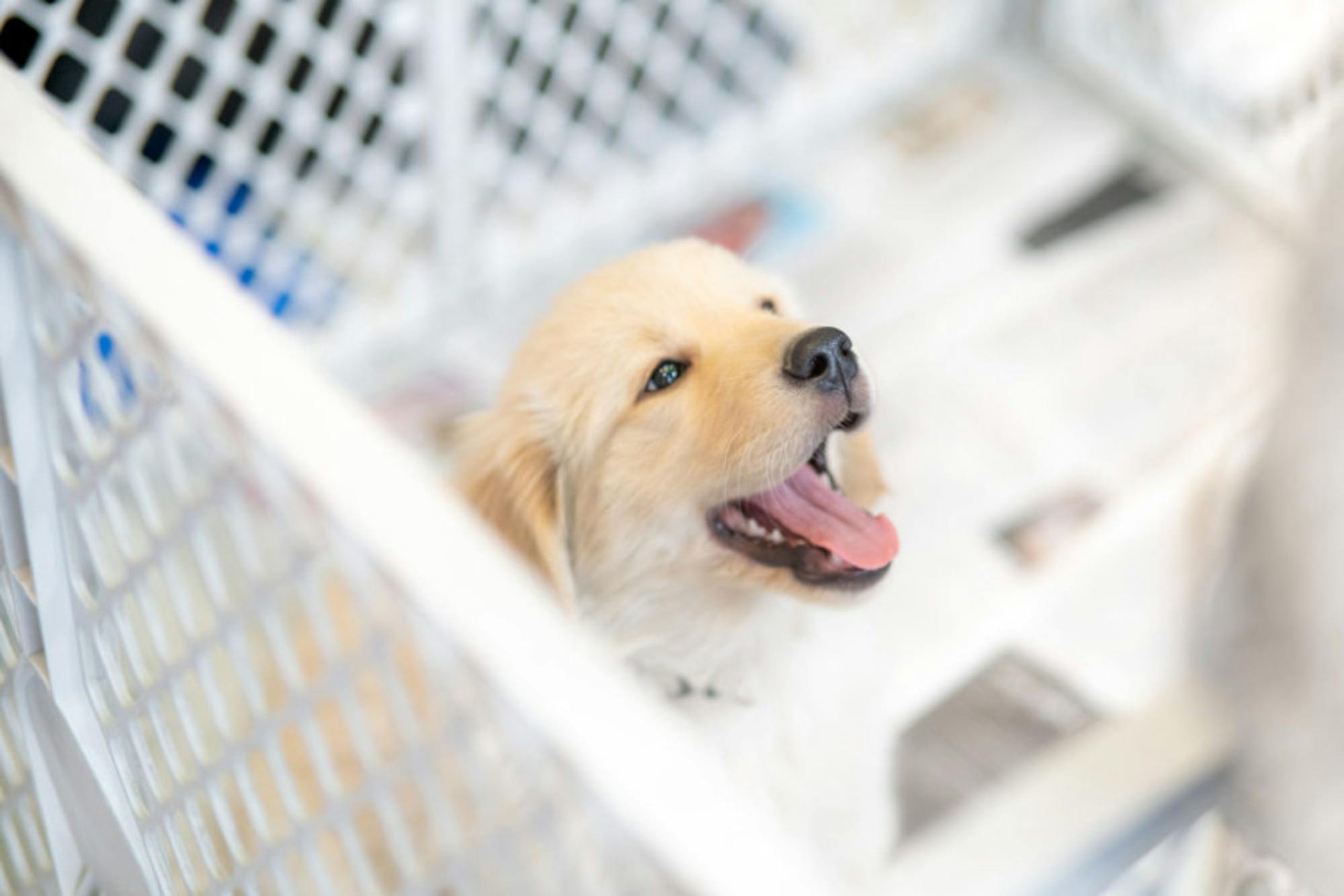 Fuzz Therapy | Photo by Soham Parikh | The Wright State Guardian