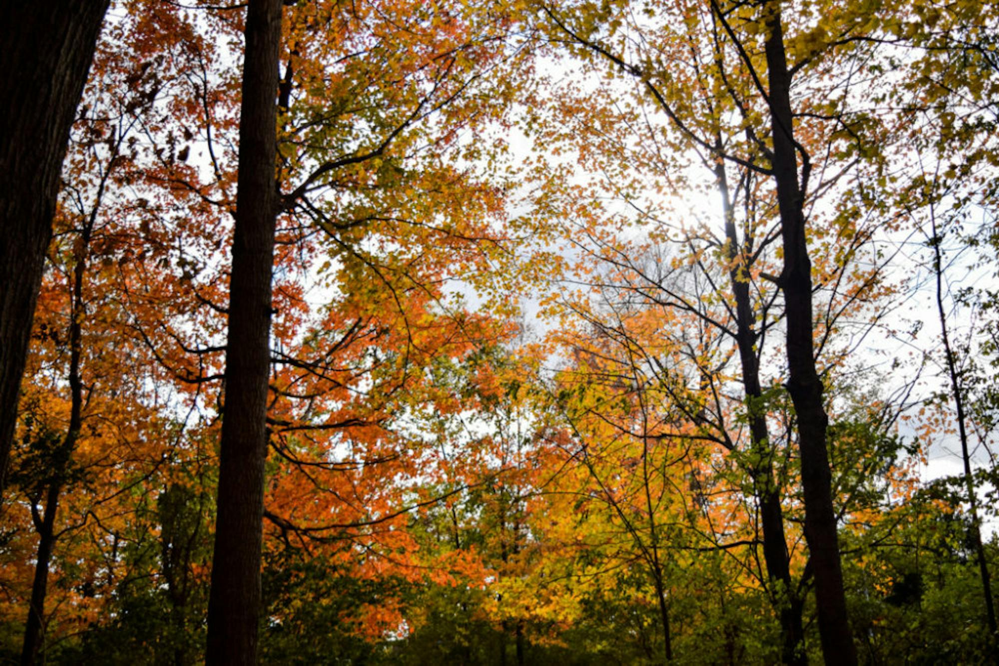 Fall on Campus | Photo by Jessica Fugett | The Wright State Guardian