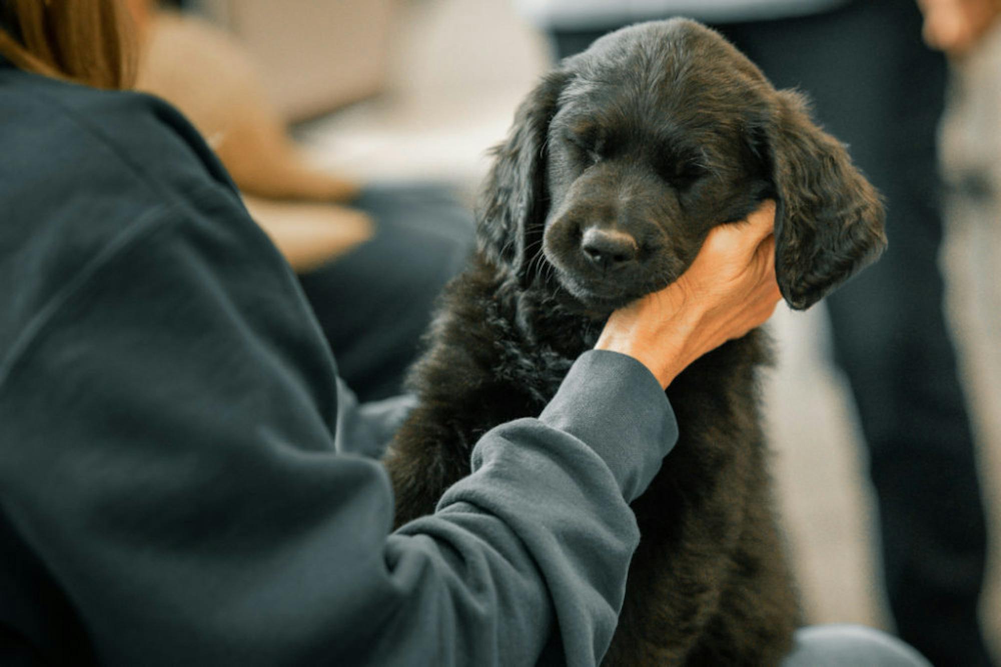 Fuzz Therapy | Photo by Soham Parikh | The Wright State Guardian