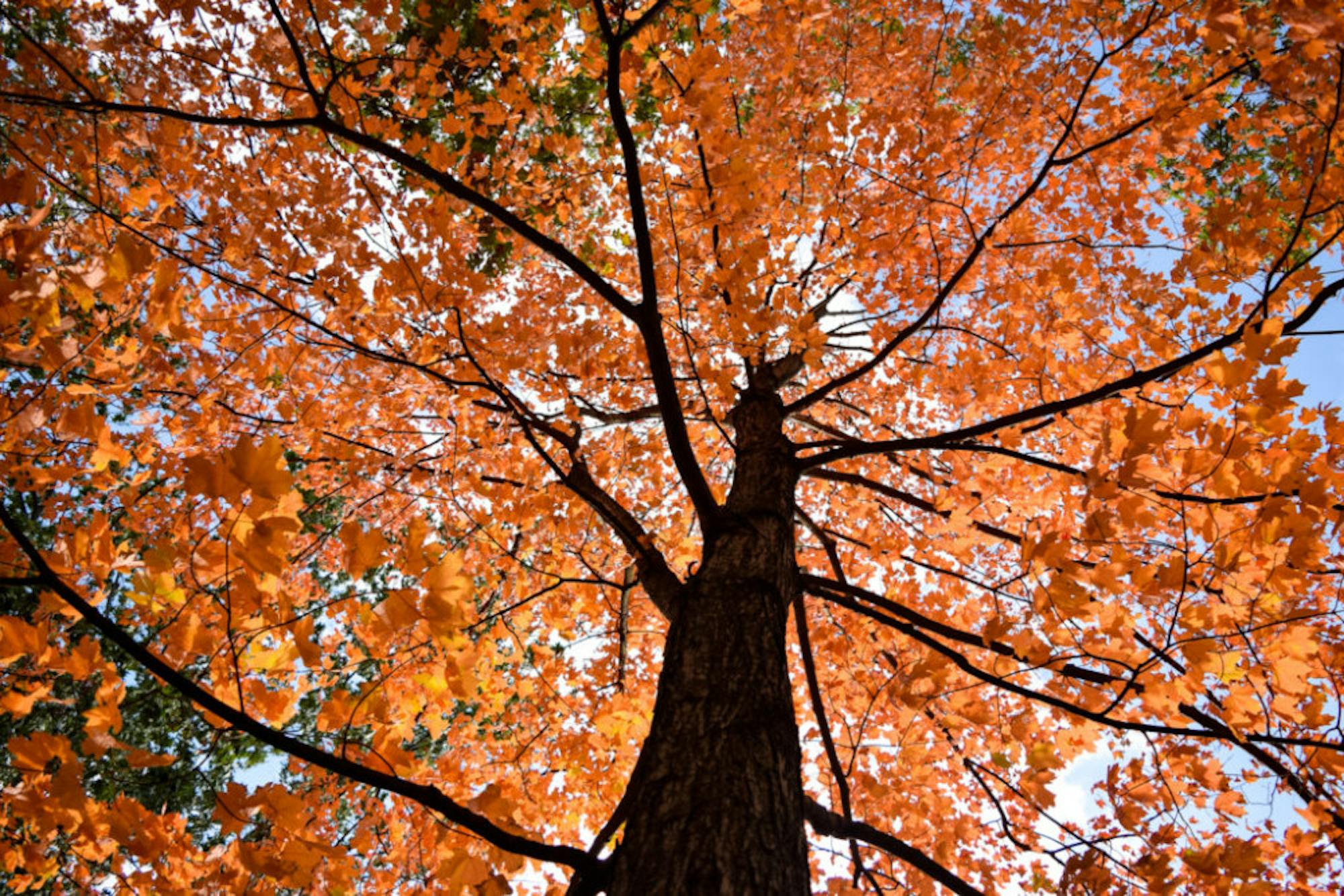 Fall on Campus | Photo by Jessica Fugett | The Wright State Guardian