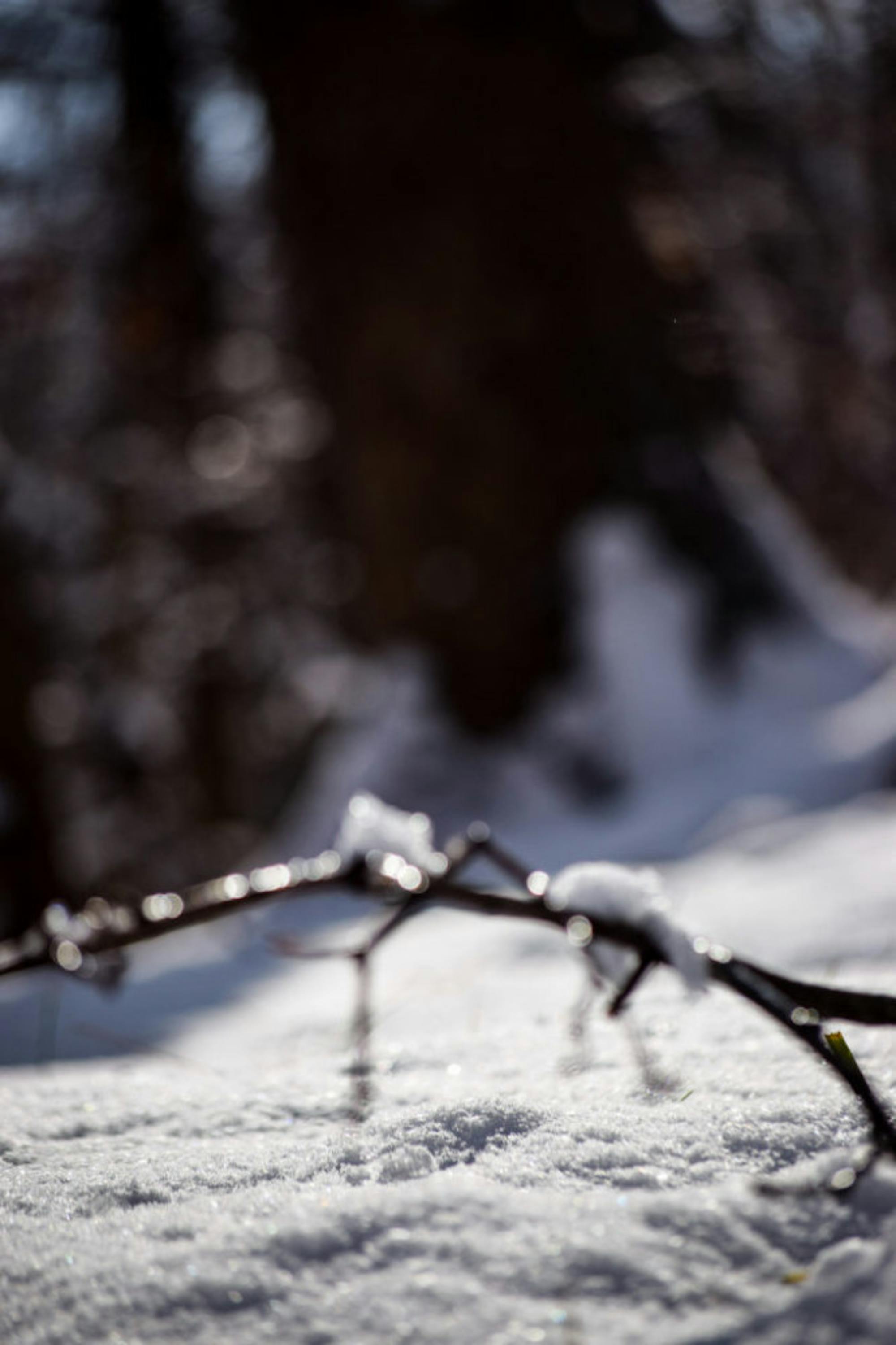 Snow in Rockafield Cemetery | Photo by Jessica Fugett | The Wright State Guardian