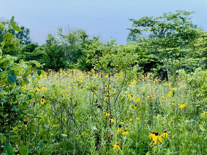 50253777791_630b820cd7_c