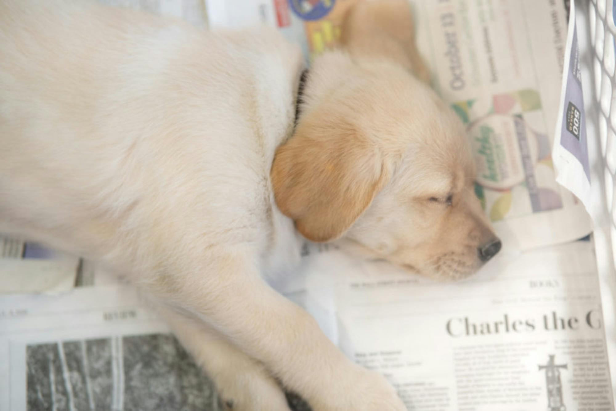 Fuzz Therapy | Photo by Soham Parikh | The Wright State Guardian