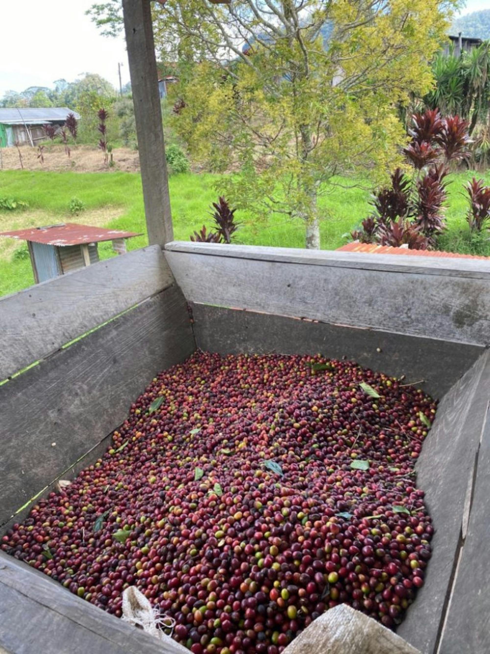 Honduras | Photograph provided by Maia Anderson, CMO of ReyRey Café