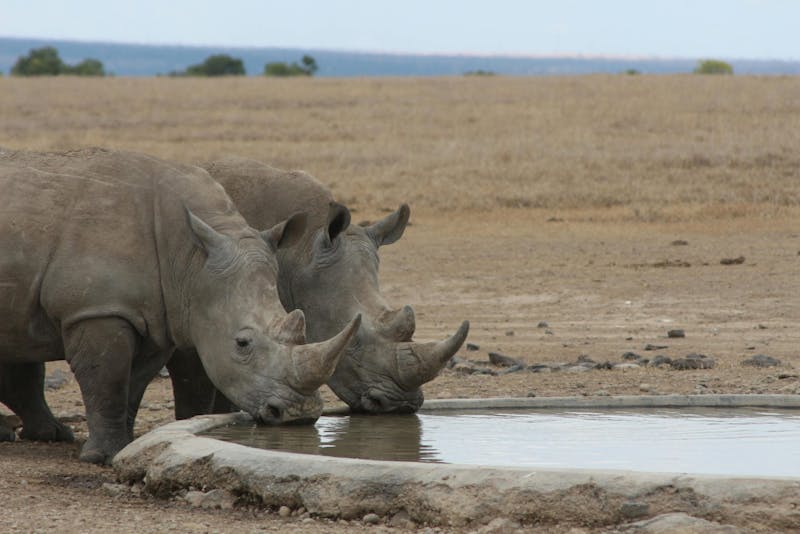 Top Endangered Animals of 2025 Wright State Guardian