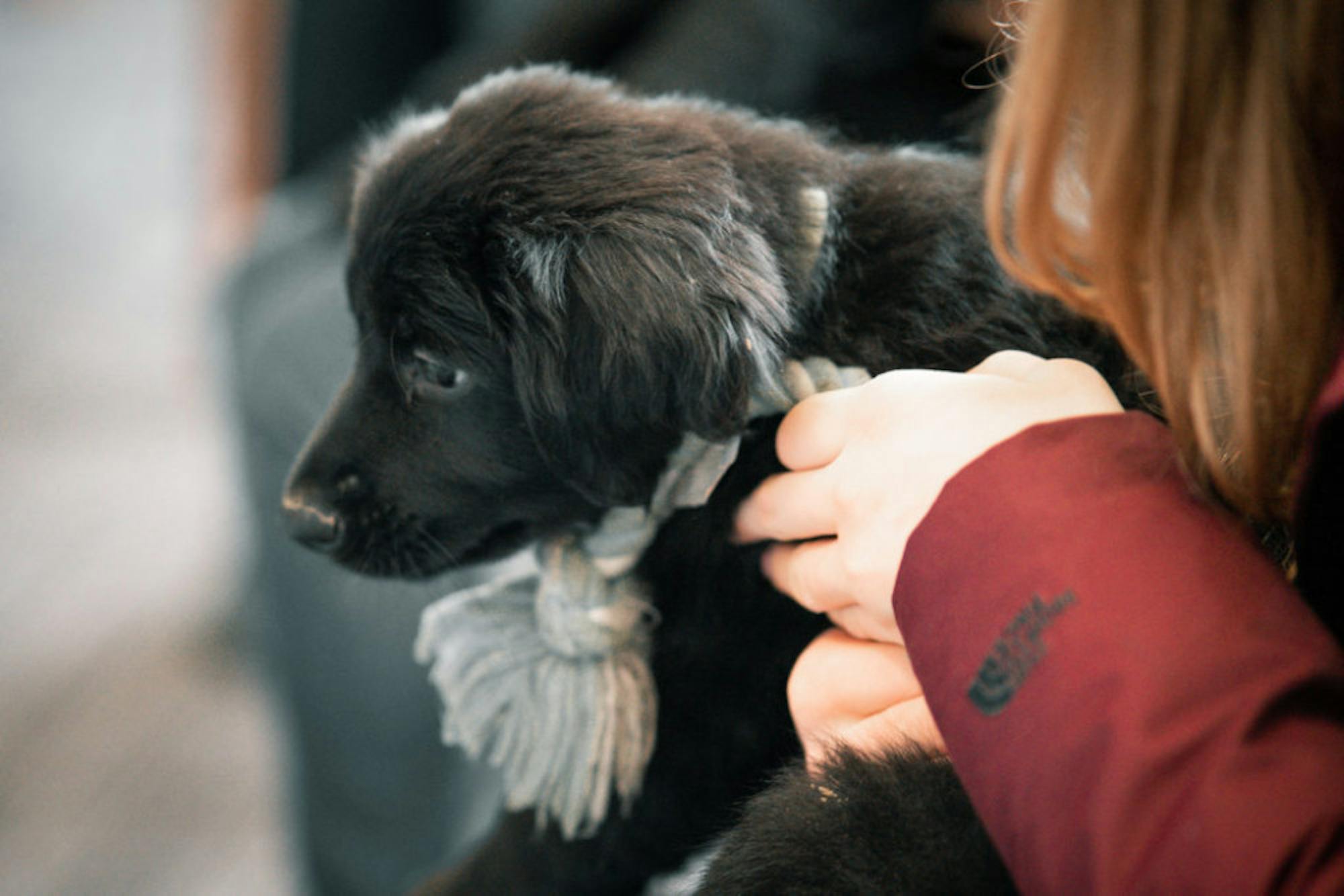 Fuzz Therapy | Photo by Soham Parikh | The Wright State Guardian