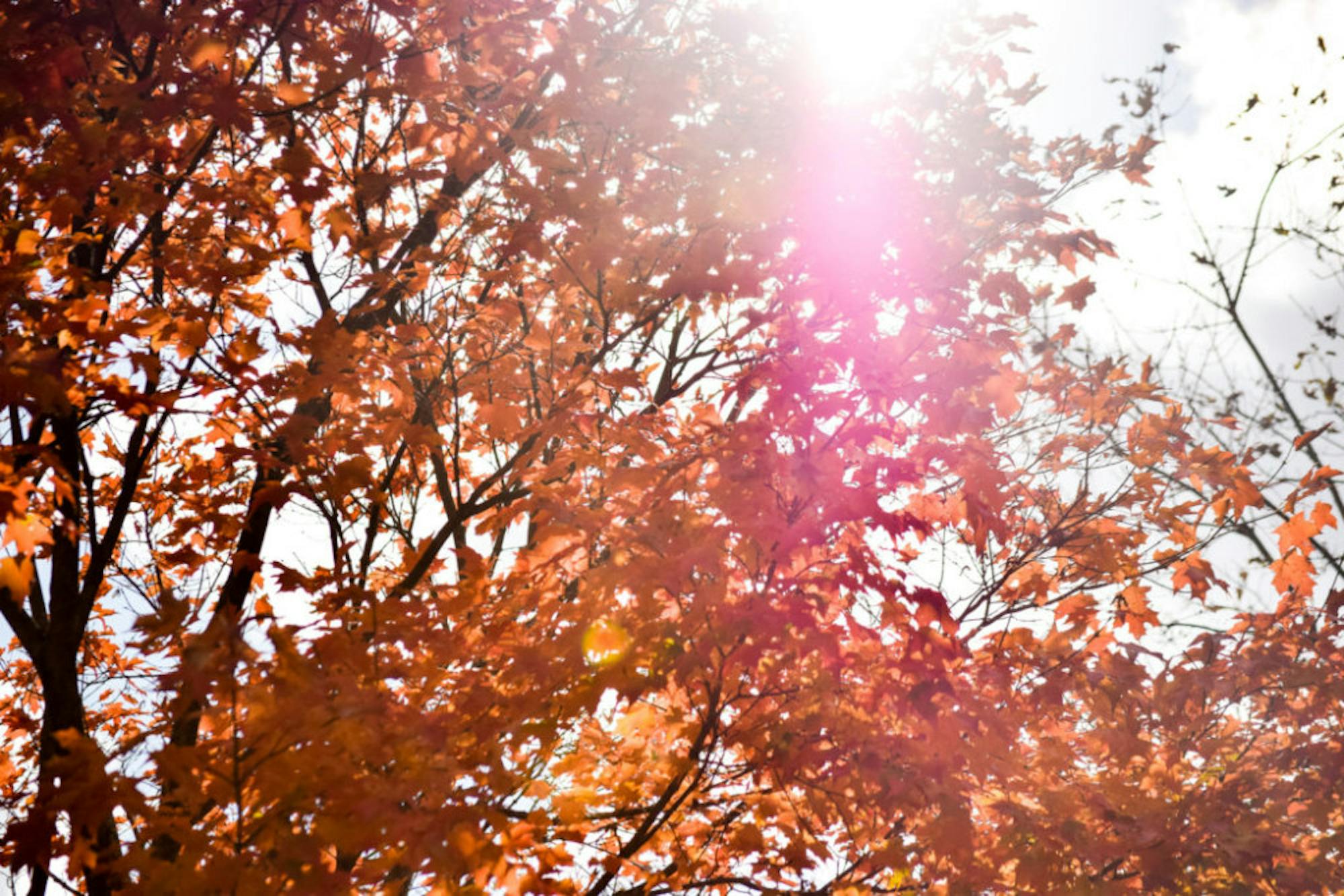 Fall on Campus | Photo by Jessica Fugett | The Wright State Guardian