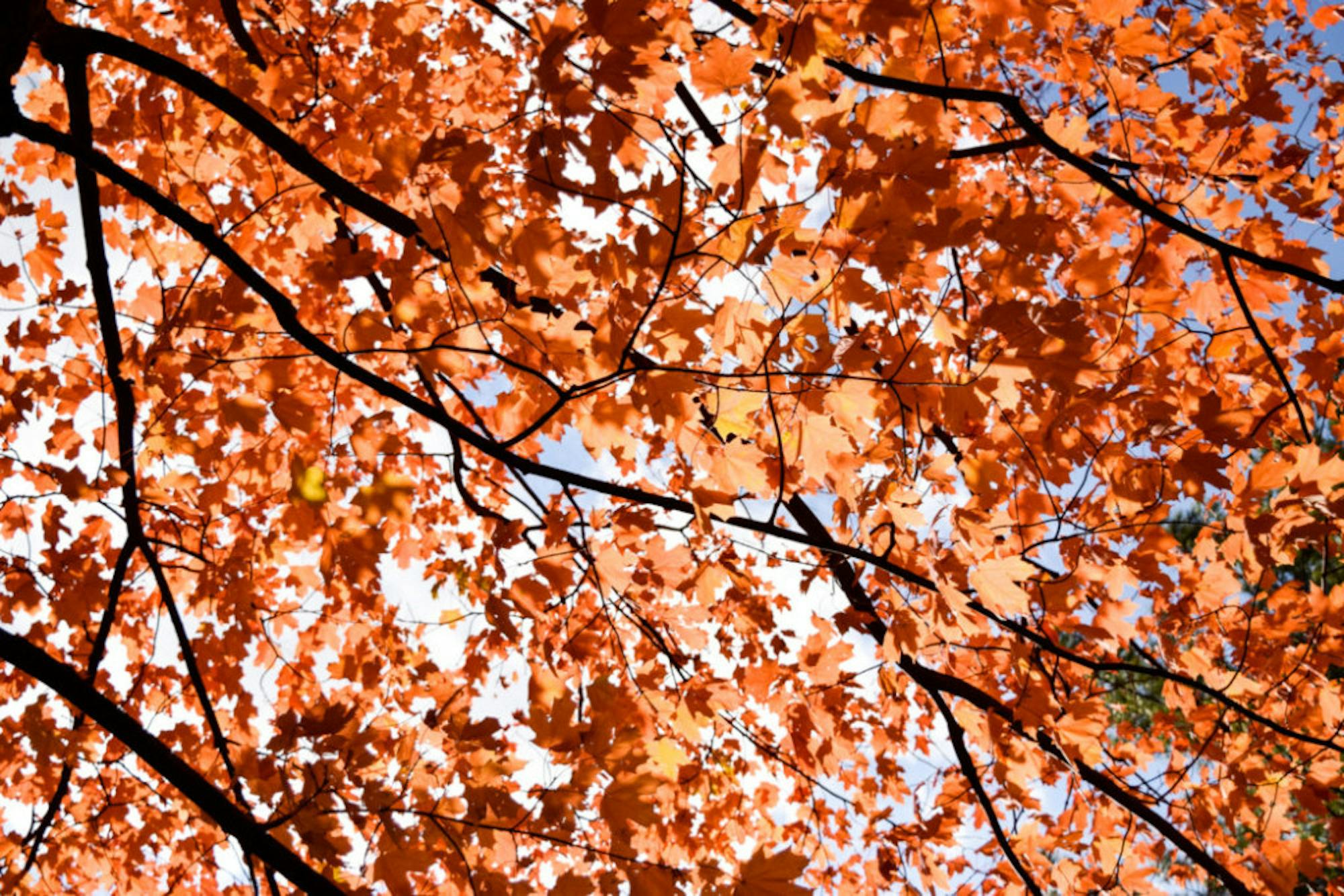 Fall on Campus | Photo by Jessica Fugett | The Wright State Guardian