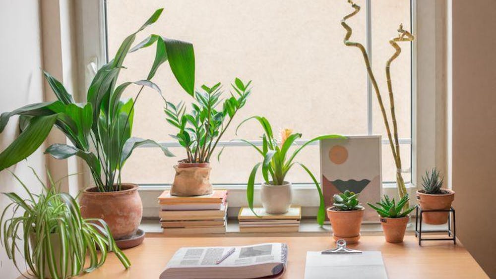 Home Office Plant Decoration Tips: Transform Your Workspace Instantly