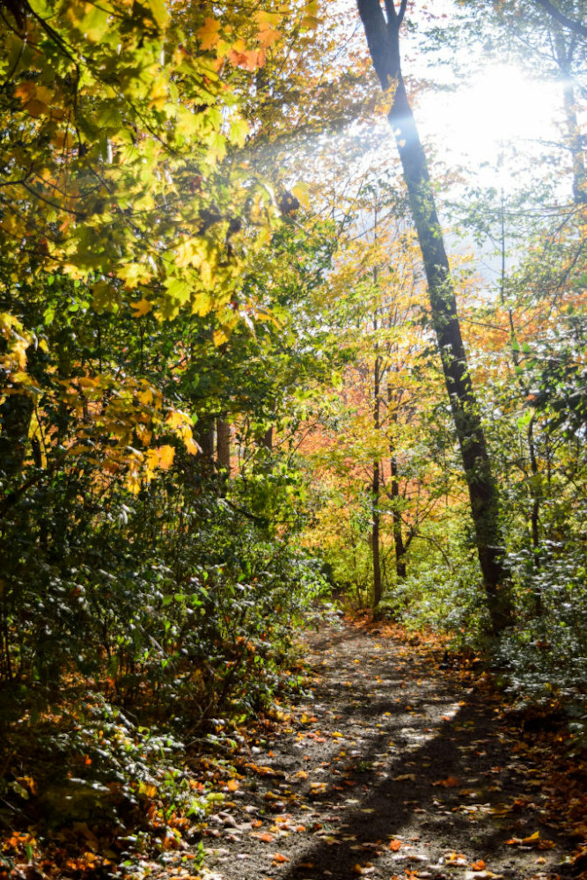 Fall on Campus | Photo by Jessica Fugett | The Wright State Guardian