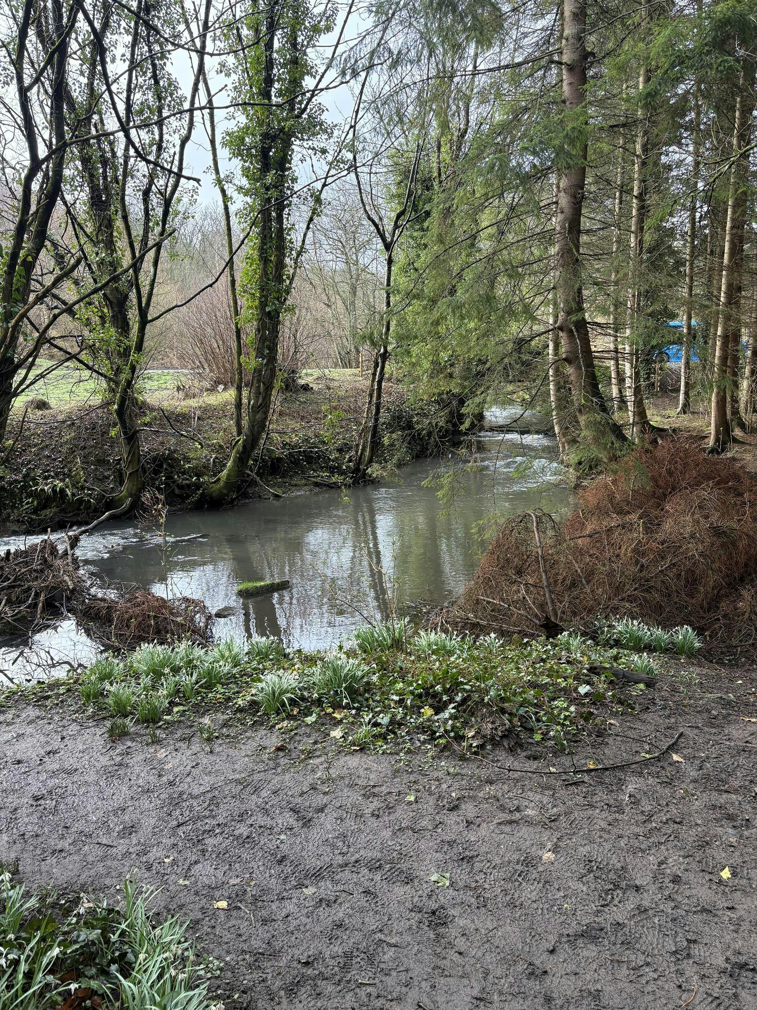 Stream in Scotland Woods