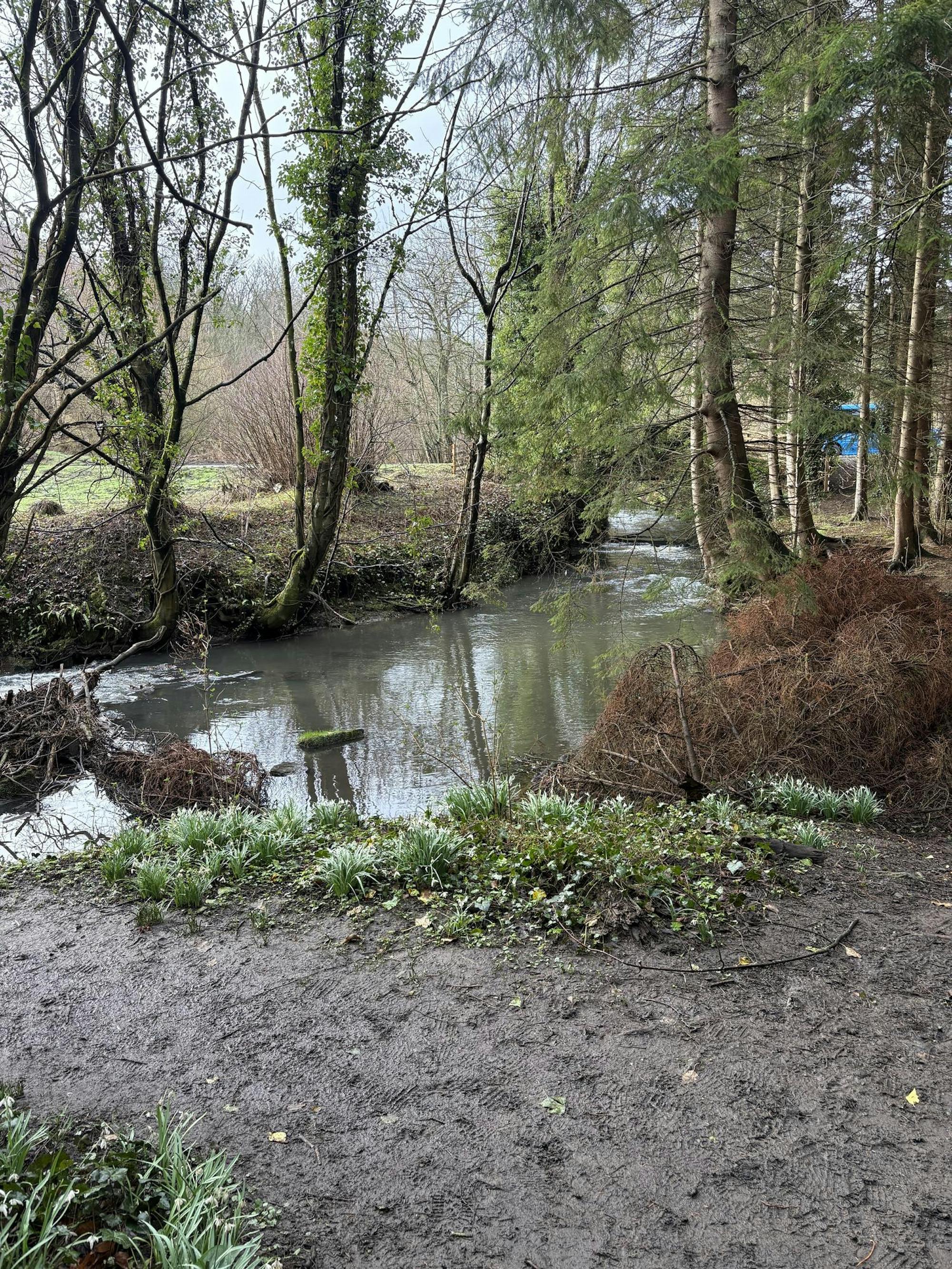 Stream in Scotland Woods