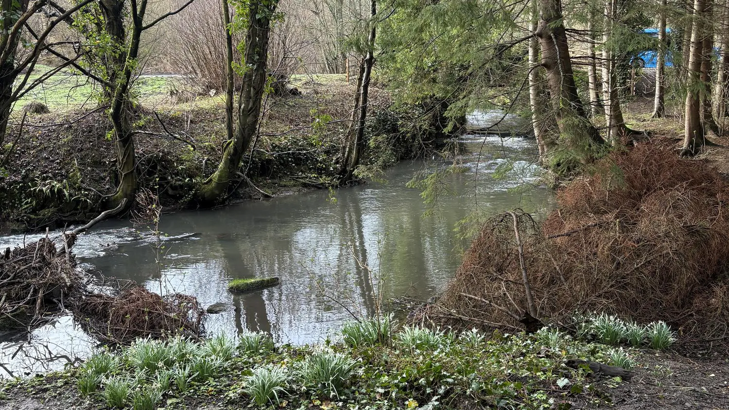 Stream in Scotland Woods