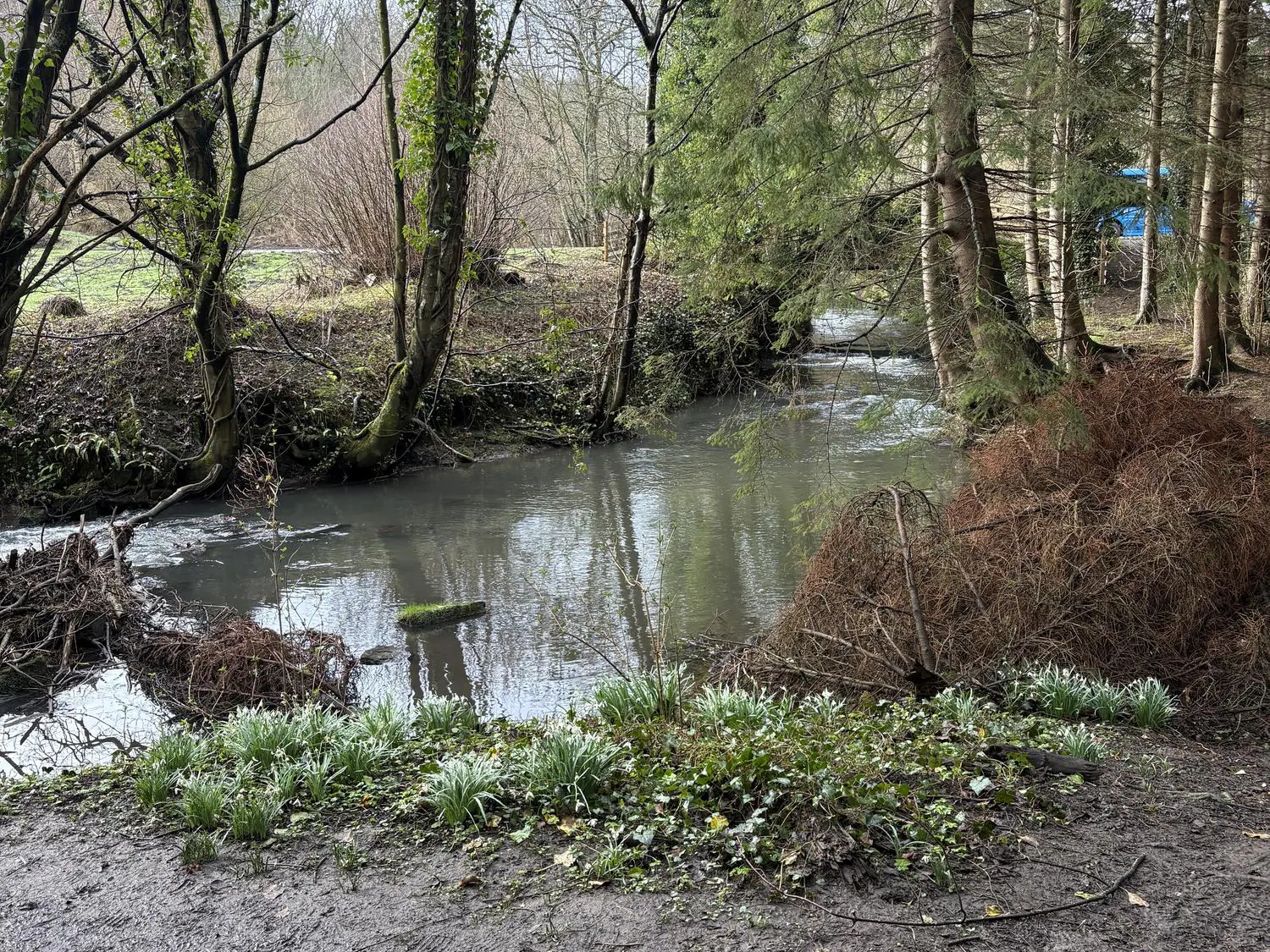 Stream in Scotland Woods