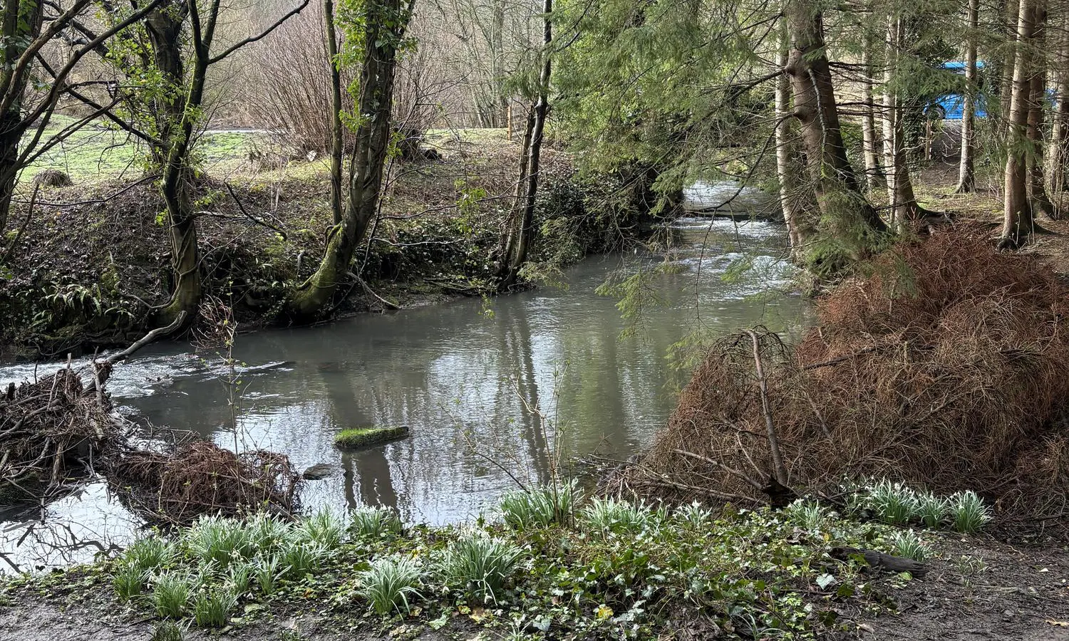 Stream in Scotland Woods
